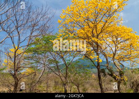 Alberi e vulcano Maderas sull'isola di Ometepe, Nicaragua Foto Stock