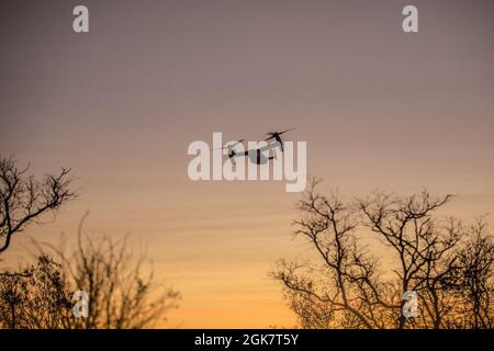 Un MV-22B Osprey vola su una linea di alberi alla Bradshaw Field Training Area, NT, Australia, 29 agosto 2021. La MV-22B Osprey trasportava i soldati dell'esercito australiano e dei marines degli Stati Uniti ad un punto obiettivo per un assalto aereo per l'esercitazione Koolendong. Exercise Koolendong convalida la forza di rotazione marina – la capacità di Darwin e della forza di difesa australiana di condurre operazioni di comando e controllo rapido, dimostrando l’impegno condiviso di essere pronti a rispondere a una crisi o a un’emergenza nella regione indoPacifico. Foto Stock