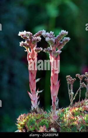 porro di casa comune, sempervivum tectorum Foto Stock