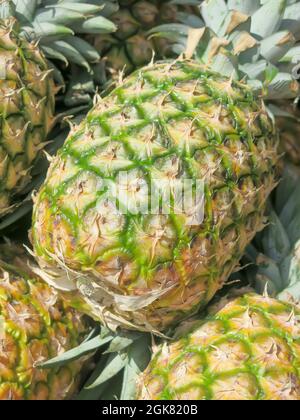 Primo piano - Pineapples Foto Stock