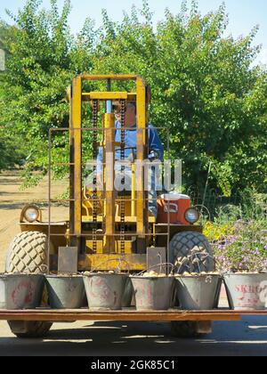 Lavoratore di campo che trasporta le vele di albicocche Foto Stock