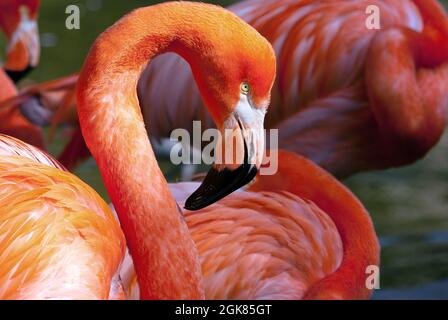 Flamingo Americano - Fenicottero ruber - bellissimo uccello di colore rosso Foto Stock