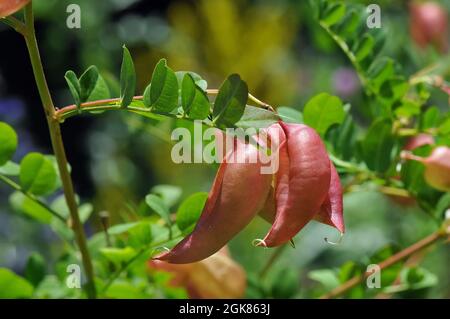 Vescica-senna, Gelbe Blasenstrauch, pukkanó dudafürt, Colutea arborescens, Ungheria, Magyarország, Europa Foto Stock