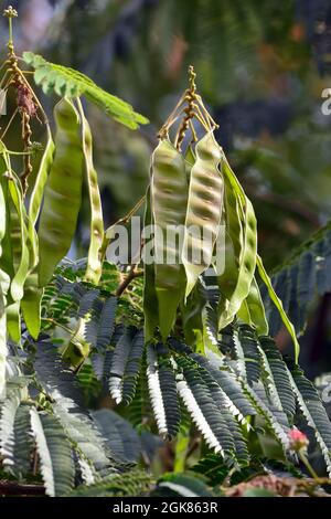 Seta persiana o seta rosa, Seidenbaum, Arbre à soie, Albizia julibrissin, perzsa selyemakác, Asia Foto Stock