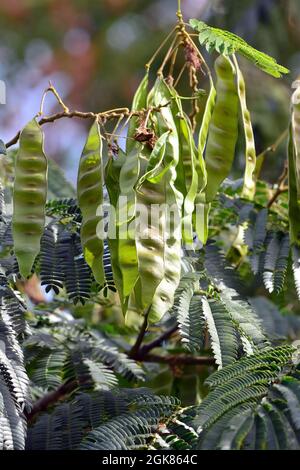 Seta persiana o seta rosa, Seidenbaum, Arbre à soie, Albizia julibrissin, perzsa selyemakác, Asia Foto Stock