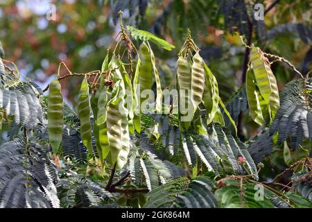 Seta persiana o seta rosa, Seidenbaum, Arbre à soie, Albizia julibrissin, perzsa selyemakác, Asia Foto Stock