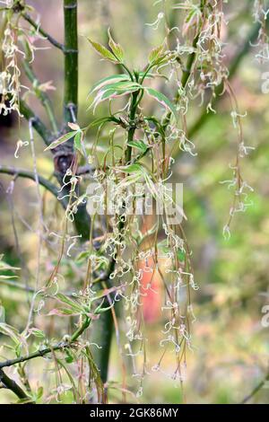 Box anziano, acero boxelder, Eschen-Ahorn, Acer negundo Flamingo, tarka levelű zöldjuhar, Ungheria, Magyarország, Europa Foto Stock