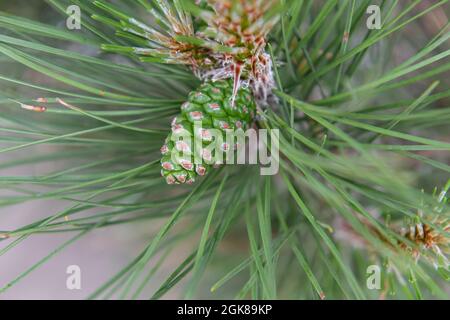 Primo piano cono di pino verde con aghi lunghi Foto Stock