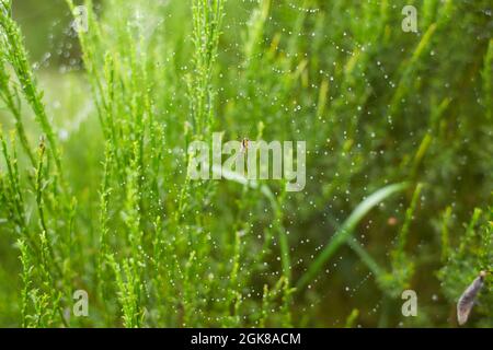 Il ragno nella foresta tesse le sue forti vele. Ragnatela nella rugiada. Foto Stock