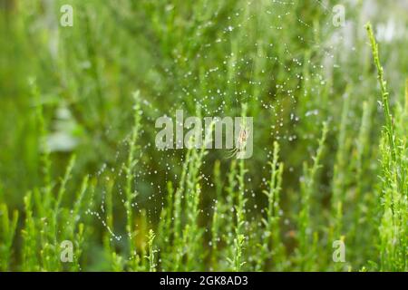 Il ragno nella foresta tesse le sue forti vele. Ragnatela nella rugiada. Foto Stock