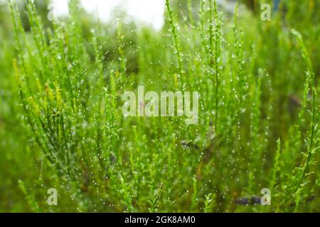 Il ragno nella foresta tesse le sue forti vele. Ragnatela nella rugiada. Foto Stock