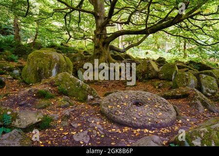 Padley gola boschi con vecchio mulino pietra giacente sul terreno in prima terra Derbyshire Peak District UK Foto Stock