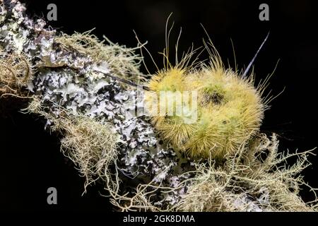 American Dagger Moth Caterpillar (Acronicta americana) ha arricciato in palla stretta come posizione difensiva - Brevard, North Carolina, USA Foto Stock