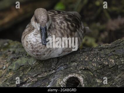 Fuoco selettivo di anatra marmorizzata (marmarmaronetta angustirostris) Foto Stock