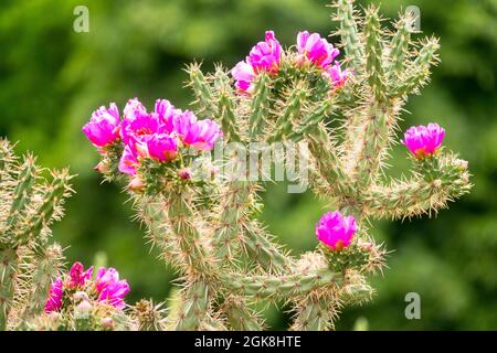 Albero Cholla cactus Cylindropontia imbricata albero Cholla Cactus Fiori pianta succulente Foto Stock