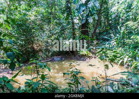 Piccolo stagno in una foresta vicino la Fortuna, Costa Rica Foto Stock