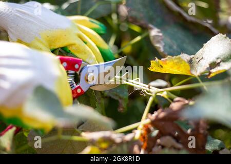 Potatura di viti con cesoie di potatura in autunno. Cura di pianta e coltivazione. Foto Stock