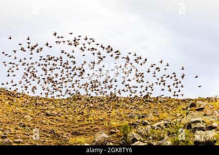 Grande gregge di uccelli che migrano per l'inverno in autunno Foto Stock