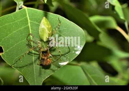 Un ragno verde di lynx che attacca un'ape. Foto Stock