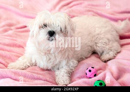 Carino bianco giovane cane maltese adagiato sul letto e giocando con palline giocattolo a casa su sfondo rosa. Foto Stock