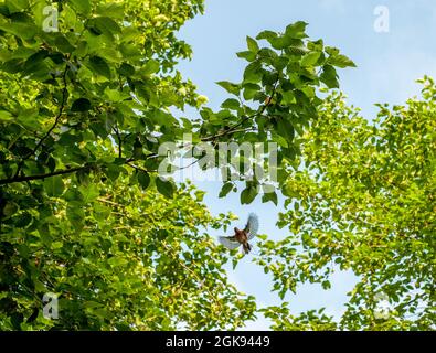 Foresta di faggi con alberi molto vecchi alla luce del sole e piccoli uccelli in volo, provincia di gilan, iran Foto Stock