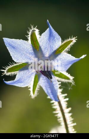 Comune borragine (Borago officinalis), fiore in controluce Foto Stock