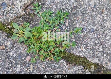 Erba annodata a foglia piccola, alga ovale annodata (Polygonum arenastrum, Polygonum aviculare ssp. Arenastrum), su un pavimento con plantain, Plantago maggiore, Foto Stock