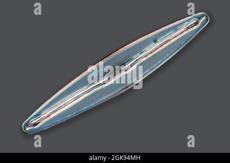 Diatomo (Diatomee), diatomi di Marienwerden, microscopia a contrasto di interferenza differenziale, ingrandimento x 140 relativo ad una stampa di 35 mm, Germania, Foto Stock