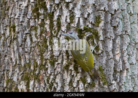 Picchio verde (Picus viridis), giovane arroccato su un tronco di albero che guarda indietro, Germania Foto Stock