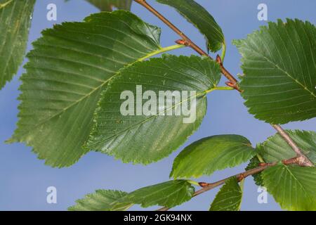 Elmo europeo, Elmo bianco europeo, Elmo svolazzante, Elmo spandente, Elmo Russo (Ulmus laevis, Ulmus effusa), parrucca con foglie, Germania Foto Stock