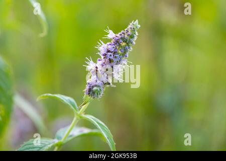 Menta di cavallo, menta d'argento (Mentha longifolia), infiorescenza, Germania, Baviera Foto Stock