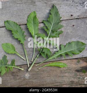 Cardo di cavolo (Cirsium oleraceum), forme diverse di foglie di un cardo di cavolo, Germania Foto Stock