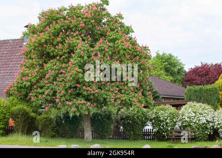 Castagno di cavallo rosso, castagno di cavallo rosa (Aesculus x carnea, Aesculus carnea), castagno di cavallo rosso fiorito, Germania Foto Stock