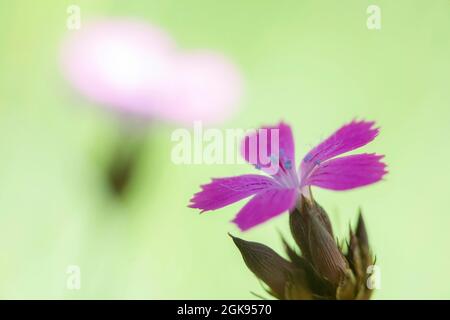 Rosa certosino, rosa Clusterhead (Dianthus certhusianorum), due fiori, uno dei quali sfocato sullo sfondo, Germania, Baviera Foto Stock