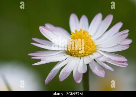 Daisy comune, daisy prato, daisy inglese (Bellis perennis), testa di fiore, Germania Foto Stock