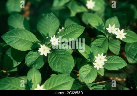 Chickweed wintergreen (Trientalis europaea), fioritura, Germania Foto Stock