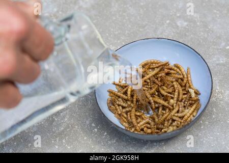 Coleotteri di verme (Tenebrio spec.), vermi secchi per nutrire gli uccelli. Essi dovrebbero essere immersi in acqua prima di alimentare Foto Stock