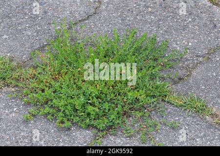 Erba annodata a foglie ovali (Polygonum arenastrum, Polygonum aviculare ssp. Arenastrum), su un marciapiede, Germania Foto Stock