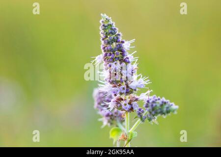 Menta di cavallo, menta d'argento (Mentha longifolia), infiorescenza, Germania, Baviera Foto Stock