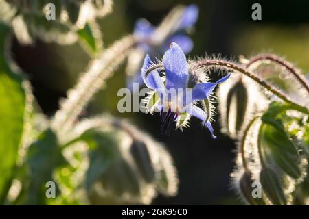 Comune borragine (Borago officinalis), fiore in controluce Foto Stock