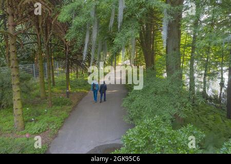 Barba di un vecchio (specifica Usnea), ha impiccato le barba di un vecchio al giardino botanico Flottbek, foto di un drone, Germania, Amburgo-Flottbek Foto Stock