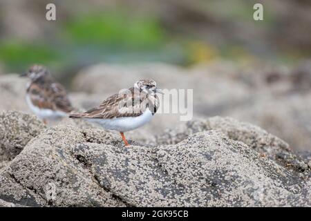 Torni ruddy (Arenaria interpres), arroccato su una roccia con i barnacoli, un altro blurry nella parte posteriore, Francia, Bretagna Foto Stock