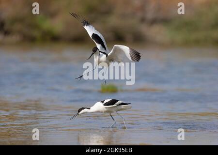 pied avocet (Recurvirostra avosetta), due avocets pied combattenti, Francia, Bretagna Foto Stock