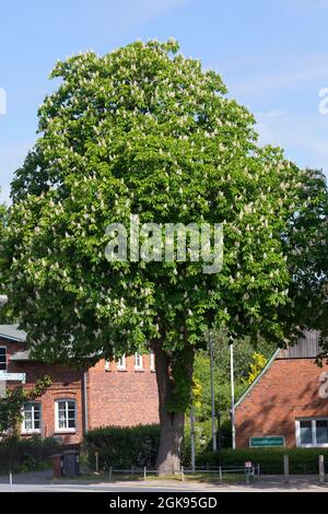 Castagno cavallo comune (Aesculus hippocastanum), fioritura castagno cavallo comune, Germania Foto Stock