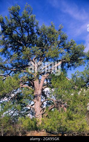 Pino nero europeo, pino nero austriaco, pino nero, pino corso (Pinus nigra), pino nero europeo antico Foto Stock