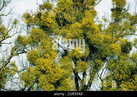 Mistletoe (album di Viscum), molti mistletoes crescono su un albero, Germania, Baviera Foto Stock