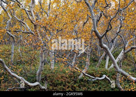 betulla, betulla, betulla, betulla bianca, betulla, betulla, betulla, Betulla bianca, betulla bianca europea, betulla pelosa (Betula pubescens), pineta di betulla Foto Stock