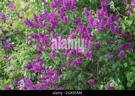 Lilla comune (Syringa vulgaris), fioritura, Germania Foto Stock
