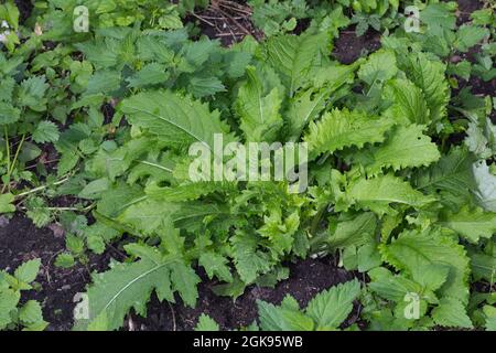 Cardo di cavolo (Cirsium oleraceum), abitudine, Germania Foto Stock