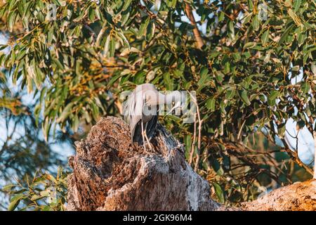 Heron dalla faccia bianca arroccato su un ramo d'albero Foto Stock